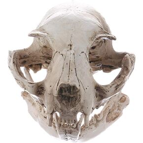 Resin Cat Head Skull Model, Aquarium Décor Thematic Ornaments, Aquarium Skull Decor Reptile Cat Skull Figurine for Fish Tank Landscape Decoration