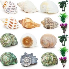 18 Pieces Hermit Crab Shells Set Natural Sea Conch Size 1.6"-3.2" Growth Turbo for Small to Medium and Large Crabs Saltwater Hermit Crab Supplies and Sea Shell for Beach Decor