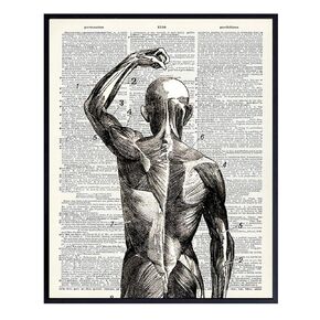 Human Anatomy Muscles Wall Art - Hospital, Medical, Doctor Office Decor - Gift for Acupuncture, Massage Therapy or Chiropractic Dr, Nurse Practitioner, Physical Therapist, Med Student - Gothic Decor