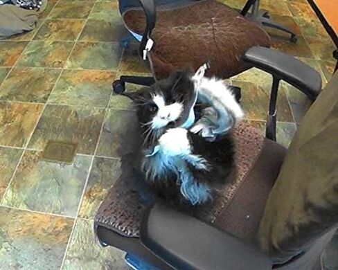 Ribbon, Leather and Fur Attachment Cat Toys - Fit Wildcat and Popular Bird and Catcher Type Wands/Poles (Rabbit Fur Chaser) in Saudi Arabia