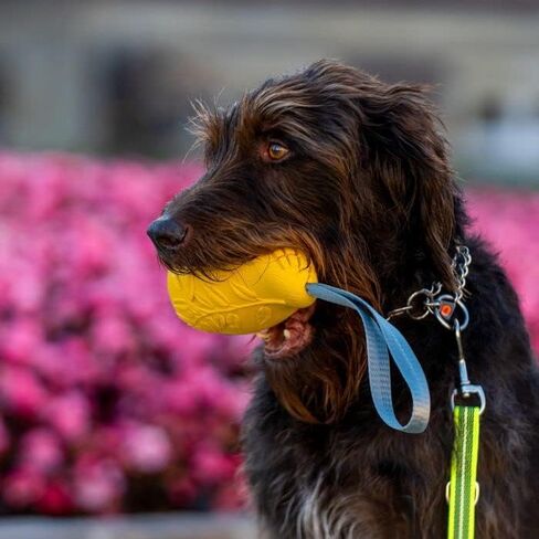 HS HERM. SPRENGER GERMANY Mango Chew Toy, Large, Natural Rubber Dog Chew Toy for Aggressive Chewers, Treat Dispenser, Dental Teeth Cleaning Chew Toys for Small Medium Large Breeds in Saudi Arabia