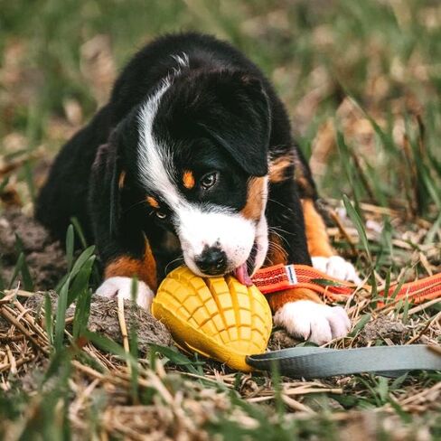 HS HERM. SPRENGER GERMANY Mango Chew Toy, Large, Natural Rubber Dog Chew Toy for Aggressive Chewers, Treat Dispenser, Dental Teeth Cleaning Chew Toys for Small Medium Large Breeds in Saudi Arabia