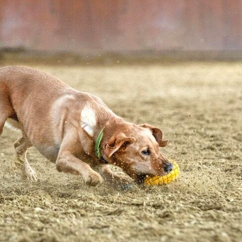 HS HERM. SPRENGER GERMANY Mango Chew Toy, Large, Natural Rubber Dog Chew Toy for Aggressive Chewers, Treat Dispenser, Dental Teeth Cleaning Chew Toys for Small Medium Large Breeds in Saudi Arabia