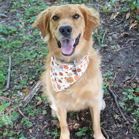 CROWNED BEAUTY Fall Dog Bandanas Reversible Large 2 Pack, Pawsome Harvest Set, Plaid Adjustable Triangle Holiday Scarves for Medium Large Extra Large Dogs Boy Girl Pets DB127-L in Saudi Arabia