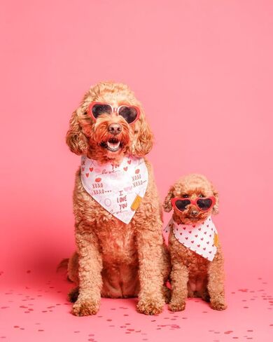 مناديل ريمي + رو لعيد الحب للكلاب - عبوتان | مجموعة اكس او اكس او | نسيج متين ممتاز | براءة اختراع الشكل | مقاس قابل للتعديل | مقاسات متعددة متوفرة (X-Large) in Kuwait