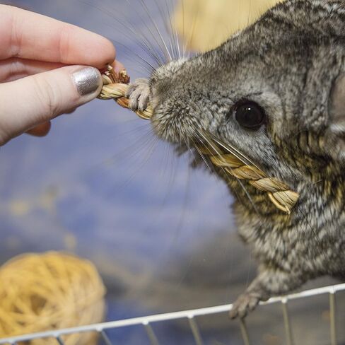 أدوات تصنيع الأعشاب البحرية المجففة تمضغ الحيوانات الأليفة الصغيرة in Kuwait