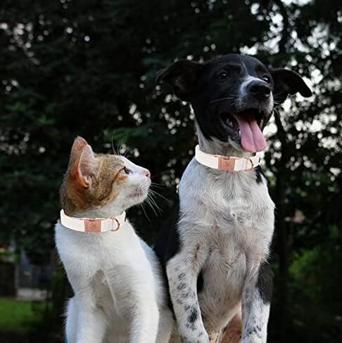 Elegant little tail Dog Collar and Leash, Girl or Boy Durable Pet Collar, Leather Dog Collar Adjustable Dog Collars for Small Dogs in Kuwait