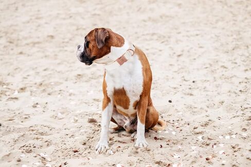 Elegant little tail Dog Collar and Leash, Girl or Boy Durable Pet Collar, Leather Dog Collar Adjustable Dog Collars for Small Dogs in Kuwait