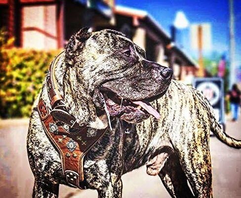 Bestia Aztec Big Dog Leather Harness. 2 Tone Rivet Decorations. Zipper Decoration. Foam and Leather Padding Handmade in Europe. in Saudi Arabia