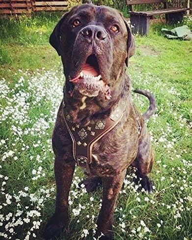 Bestia Aztec Big Dog Leather Harness. 2 Tone Rivet Decorations. Zipper Decoration. Foam and Leather Padding Handmade in Europe. in Saudi Arabia