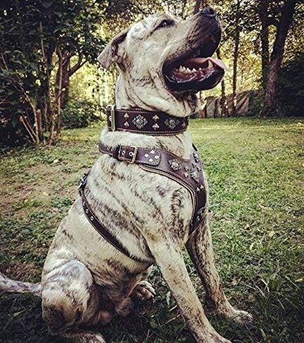 Bestia Aztec Big Dog Leather Harness. 2 Tone Rivet Decorations. Zipper Decoration. Foam and Leather Padding Handmade in Europe. in Saudi Arabia