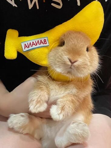 Banana Pet Hat Cap Adorable Pet Funny Hat Rabbit Guinea Pig Headgear Headwear Halloween Apparel Costume Photography Props for Small Animal in Saudi Arabia