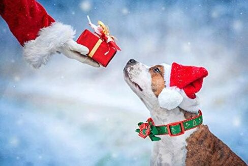 طوق كلب للعطلات في عيد الميلاد مع ربطة عنق قابلة للفصل، هدايا للحيوانات الأليفة، رقبة 10 بوصة - 15 بوصة، أطواق قابلة للتعديل للكلاب الصغيرة والجراء in Kuwait