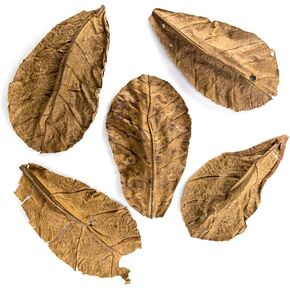 Josh's Frogs Indian Almond Leaves (5 Pack)