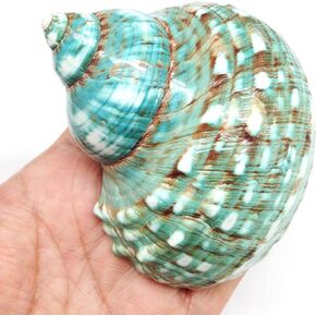PEPPERLONELY Green Blue Gade Big Turbo Sea Shells, Large Hermit Crab Shells, 3 Inch ~ 3-1/2 Inch (#77785 Green)