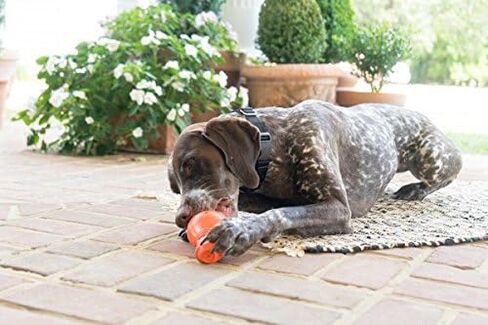 PetSafe Squeak n’ Treat Booya - Cure Boredom & Reduce Separation Anxiety - Food-Dispensing Dog Toy - Squeaker Encourages Play - Slow Down Eating - Helps Clean Teeth - Dishwasher Safe - Large in Saudi Arabia
