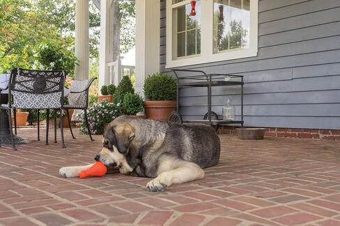 PetSafe Squeak n’ Treat Booya - Cure Boredom & Reduce Separation Anxiety - Food-Dispensing Dog Toy - Squeaker Encourages Play - Slow Down Eating - Helps Clean Teeth - Dishwasher Safe - Large in Saudi Arabia