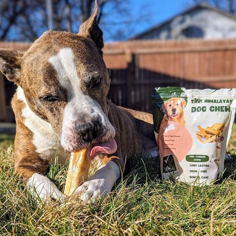 True Himalayan Yak Cheese Dog Chews Long Lasting Odor Free Dental Chews for Dogs, Natural Cheesy Dog Bones for Aggressive Chewers, Healthy Dog Treats (Medium, 5, Count) in Saudi Arabia