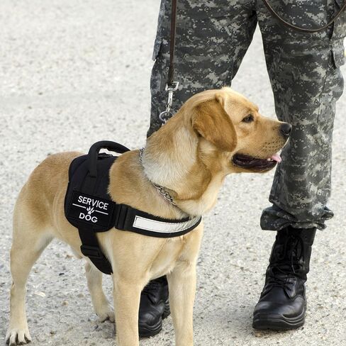 9 Pieces Removable Tactical Service Dog Vest Patches Do Not Pet in Training Dog Patches and Emotional Support Dog Vest Patches Dog Embroidered Patch for Service Dogs Harness Vest Clothes in Saudi Arabia