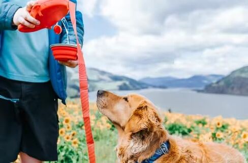 Clabian Dog Leash | Pet Leash with Poop Bags Dispenser | Heavy Duty Leash | Water Container with Retractable Bowl, Medium, Red in Saudi Arabia