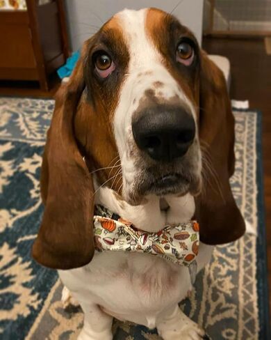 Elegant little tail Dog Collar with bow - Fall Dog Collar Bow Thanksgiving Turkey Bow Girl Boy Pet Collar Soft Dog Bowtie Collars for Medium Dogs in Saudi Arabia
