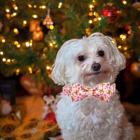 Elegant little tail Dog Collar with bow - Fall Dog Collar Bow Thanksgiving Turkey Bow Girl Boy Pet Collar Soft Dog Bowtie Collars for Medium Dogs in Saudi Arabia