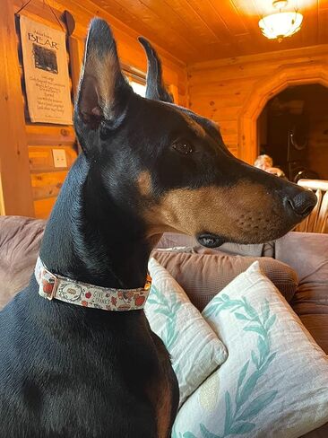Elegant little tail Dog Collar with bow - Fall Dog Collar Bow Thanksgiving Turkey Bow Girl Boy Pet Collar Soft Dog Bowtie Collars for Medium Dogs in Saudi Arabia