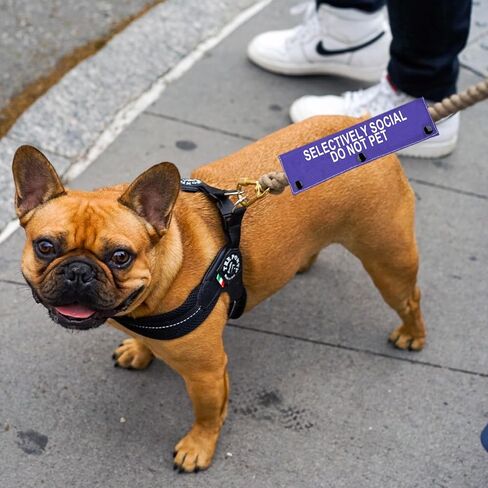 Selectively Social Dog Leash Sleeve Do Not Pet Dog Leash Wrap Social Distancing Dog Patch (Selectively Social) in Kuwait