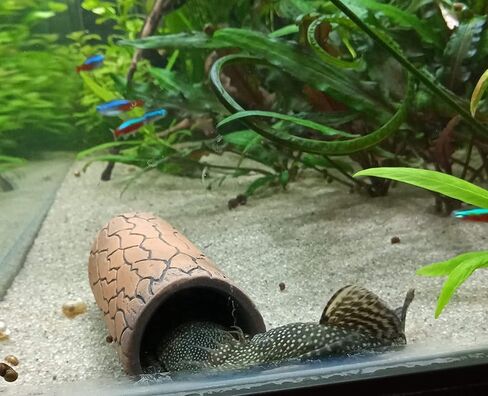 Plecoceramics Aquarium pleco breeding cave Fish Tank Decorations Small Size (6 pcs) in Saudi Arabia