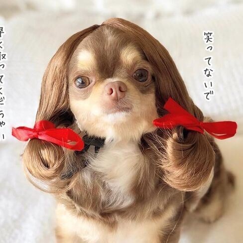 Dog Hair Costume Cosplay Wigs for Cats Curly Hair Photo Shoots Idea Adjustable Pet Wigs for Halloween Christmas Parties Festivals Dog Hats for Small Medium in Saudi Arabia