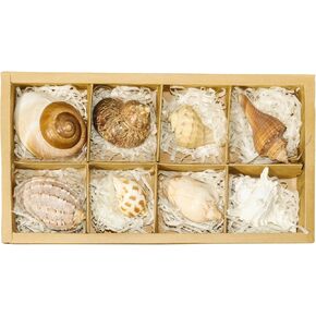 Hermit Crab Shells Accessories Conch: Natural Large Hermit Crab Supplies Sea Shell for Beach Decor Growth Turbo Seashells Hermit Crab Climbing Toys Hideout 8Pcs, 2.1"-3.5", Opening Size 1.2" - 2.2" in Kuwait