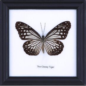 The Glassy Tiger Butterfly (Parantica aglea) | Framed Beautiful Butterfly Wall Decor | Unique Taxidermy Collectables | 4.75 x 4.75 in.