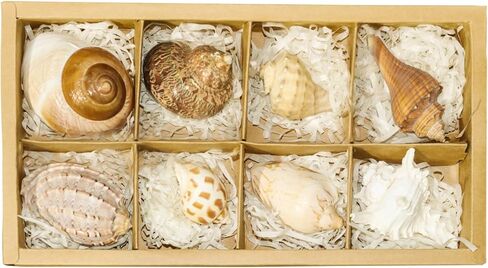 Hermit Crab Shells Accessories Conch: Natural Large Hermit Crab Supplies Sea Shell for Beach Decor Growth Turbo Seashells Hermit Crab Climbing Toys Hideout 8Pcs, 2.1"-3.5", Opening Size 1.2" - 2.2" in Kuwait