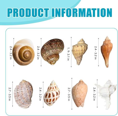 Hermit Crab Shells Accessories Conch: Natural Large Hermit Crab Supplies Sea Shell for Beach Decor Growth Turbo Seashells Hermit Crab Climbing Toys Hideout 8Pcs, 2.1"-3.5", Opening Size 1.2" - 2.2" in Kuwait