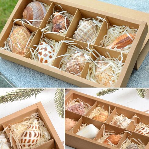 Hermit Crab Shells Accessories Conch: Natural Large Hermit Crab Supplies Sea Shell for Beach Decor Growth Turbo Seashells Hermit Crab Climbing Toys Hideout 8Pcs, 2.1"-3.5", Opening Size 1.2" - 2.2" in Kuwait