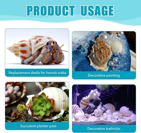 Hermit Crab Shells Accessories Conch: Natural Large Hermit Crab Supplies Sea Shell for Beach Decor Growth Turbo Seashells Hermit Crab Climbing Toys Hideout 8Pcs, 2.1"-3.5", Opening Size 1.2" - 2.2" in Kuwait