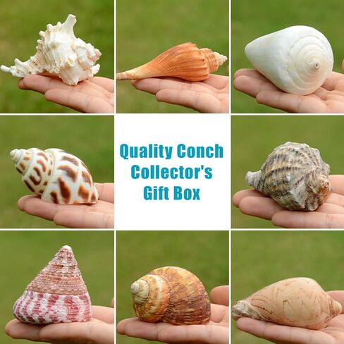 Hermit Crab Shells Accessories Conch: Natural Large Hermit Crab Supplies Sea Shell for Beach Decor Growth Turbo Seashells Hermit Crab Climbing Toys Hideout 8Pcs, 2.1"-3.5", Opening Size 1.2" - 2.2" in Kuwait