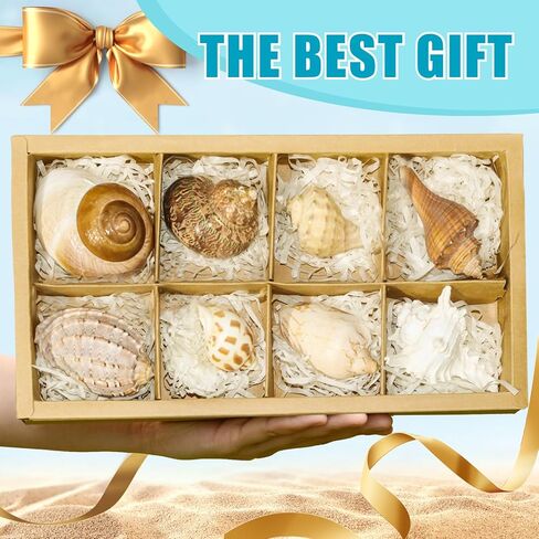 Hermit Crab Shells Accessories Conch: Natural Large Hermit Crab Supplies Sea Shell for Beach Decor Growth Turbo Seashells Hermit Crab Climbing Toys Hideout 8Pcs, 2.1"-3.5", Opening Size 1.2" - 2.2" in Kuwait