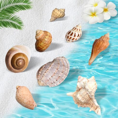 Hermit Crab Shells Accessories Conch: Natural Large Hermit Crab Supplies Sea Shell for Beach Decor Growth Turbo Seashells Hermit Crab Climbing Toys Hideout 8Pcs, 2.1"-3.5", Opening Size 1.2" - 2.2" in Kuwait