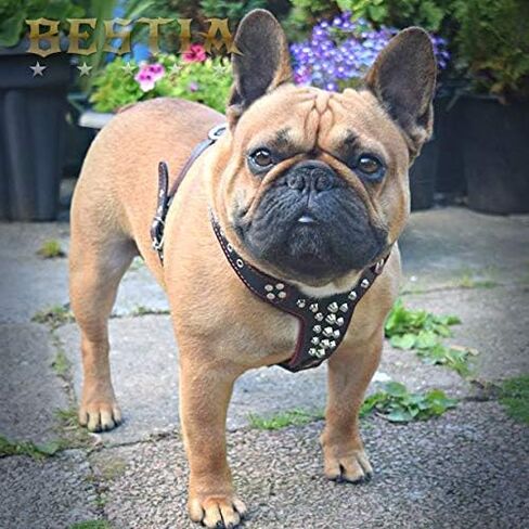 Bestia Studded Leather Harness. French Bulldog Size. 100% Leather. Handmade in Europe in Saudi Arabia