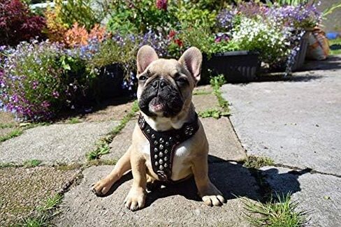Bestia Studded Leather Harness. French Bulldog Size. 100% Leather. Handmade in Europe in Saudi Arabia