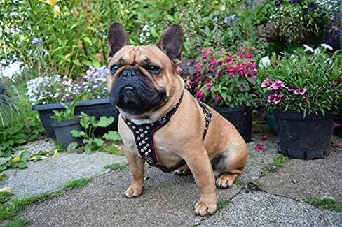 Bestia Studded Leather Harness. French Bulldog Size. 100% Leather. Handmade in Europe in Saudi Arabia