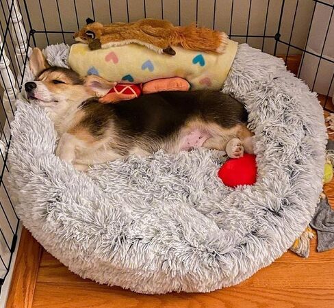 Mr. Peanut's OrthoPlush Two Tone Extra Fluff Faux Fur Donut Pet Bed (Medium, Snowflake) in Saudi Arabia