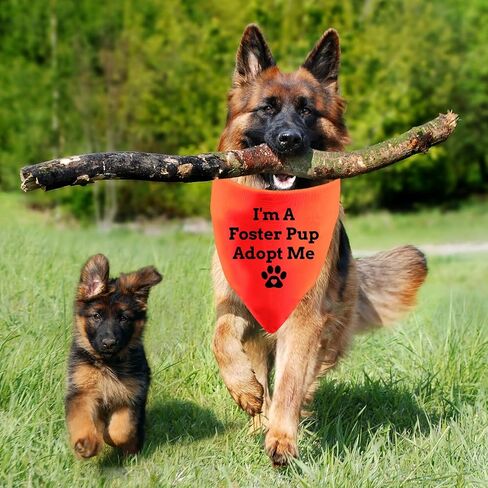 Funny Dog Bandana Anxious Dog Bandana I'm A Foster Pup Adopt Me Bibs Accessories for Pet Birthday Gift Dog Bandanas(I'm A Foster) in Saudi Arabia