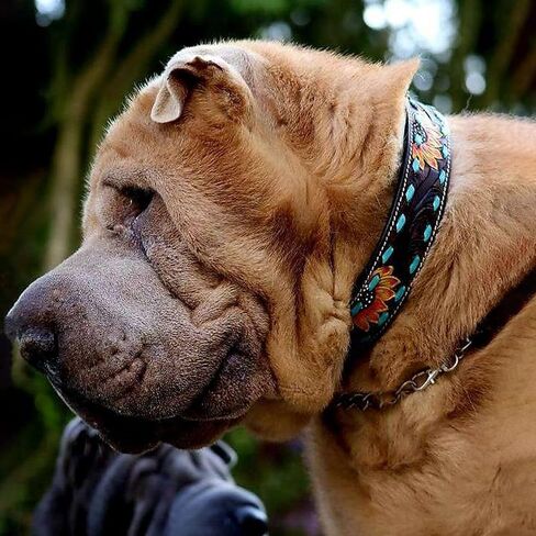 Full Grain Leather Dog Collar with Turquoise Sunflower Design - Durable, Comfortable, Adjustable Pet Collar for Small, Medium, and Large Dogs - Stylish and Secure - Medium in Saudi Arabia