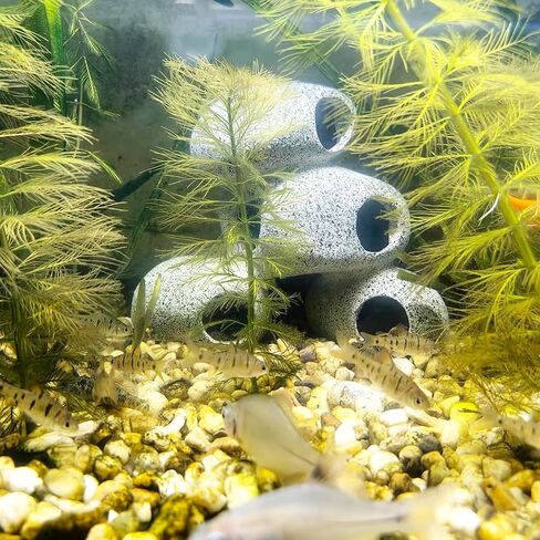 ديكور حوض السمك الكهوف الصخرية بيتا مخبأ سيشليد الراتنج حوض السمك الحجر مخبأ بيتا حوض للأسماك الملحقات الصغيرة مأوى الأسماك لروبيان سيشليد إخفاء تربية التفريخ in Kuwait