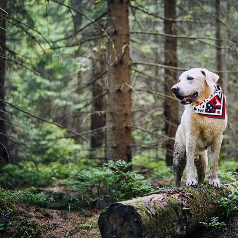 Dog Cooling Bandana, Cooling Bandana for Dogs, Dog Bandanas, Great for girl and boy dogs, large dog and puppy bandanas, Breathable mesh material great for hikes and warm weather (Altitude) in Saudi Arabia