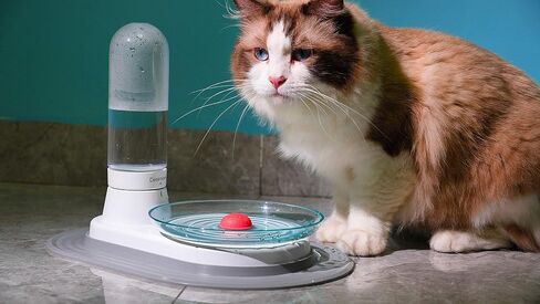 Non-Electric Pet Fountain, No-Filter Cat Fountain Quiet Automatic Pet Drinking Fountain to Keep Your Cats and Dogs with Clean Water Every Day with Glass Plate (Green) in Saudi Arabia