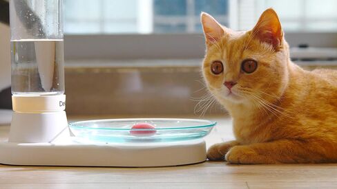 Non-Electric Pet Fountain, No-Filter Cat Fountain Quiet Automatic Pet Drinking Fountain to Keep Your Cats and Dogs with Clean Water Every Day with Glass Plate (Green) in Saudi Arabia