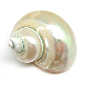 PEPPERLONELY 1 PC White Large Pearlized Silver Mouth Turbo, Hermit Crab Shells, 3 Inch ~3-1/2 Inch
